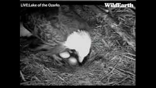 Lake of Ozarks Eagles 3-14-13 Elsie egg roll - on Pip watch