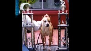 The True Colby Bloodline American Pit Bull Terrier