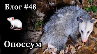 Охота с лайками  на американского опоссума