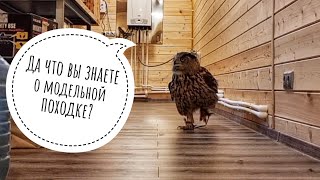 Сова-делова Ёль шагает. Лучшие 20 секунд за этот день