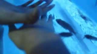 Ocean Park Adventure – Tickled by small fishieSsss