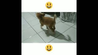 RINDU ANAK ANJING INI. SUNGGUH LUCU DAN MENGGEMASKAN. #Shorts