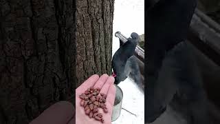 Голуби, это тоже белки / Pigeons are also squirrels