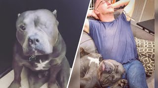 Sherman was old, smelled bad and cost $30,000. This man thought he was perfect.