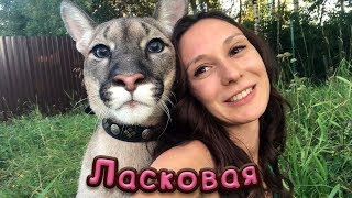 ЛАСКОВАЯ ПУМА / Котики и приметы