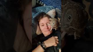 A brutal attack by an owl on a person. Little owl Evilshine #shorts