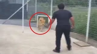 Bu Aslan Sahibini Görmeden 7 Yılını Geçirdi.. Bakın Sonra Ne Oldu ! Kimse Beklemiyordu.