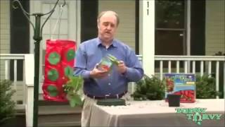 ВЬЮЩАЯСЯ КЛУБНИКА У ВАС НА БАЛКОНЕ С ПОМОЩЬЮ ПРИСПОСОБЛЕНИЯ TOPSY TURVY STRAWBERRY PLANTER