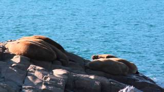 Walruses on rock