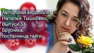 Авторский видеоблог Натальи Тышкевич. Выпуск 37. Брусника: посланница тайги