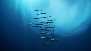溢れる魚群!!　シミランクルーズ　リチェリューロック The diving in Richelieu Rock