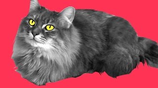 Cat Trust / SKETCH