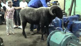 Eid Ul Adha Animal Craze