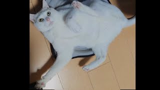 ぷよぷよな猫 猫の日なので猫動画 #猫の日 #保護猫 #CAT