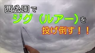 【イナダ】西公園でジグを投げ倒す！！