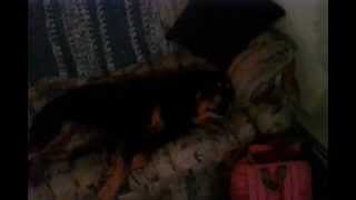 Rottweiler Coojie and Geico Piggy