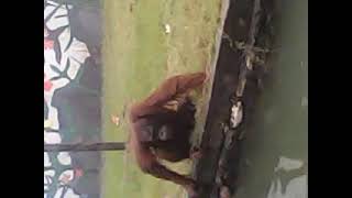 habis pipis mau cebok..tapi malu diliatin kamu