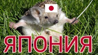 ЯПОНИЯ [Часть II] - МЕДИЦИНА / ЯПОНСКОЕ ЕГЭ / ШКОЛА / ВУЗ / ОТНОШЕНИЕ К РУССКИМ / ПИСКЛЯВЫЕ ЯПОНКИ