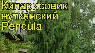 Кипарисовик нутканский Пендула. Краткий обзор, описание chamaecyparis nootkatensis Pendula
