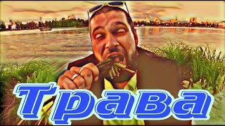 Трава из исети