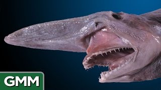 5 Real Life Mythical Beasts