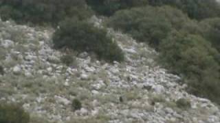 LISA kai PERSA...σε εκπαιδευση kai o ΛΑΓΟΣ...τρεεχει...by (KASOLAS)...