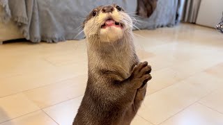 喋り続け止まる気がなさそうなカワウソ otter that keeps talking and doesn't seem to want to stop.