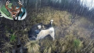 охота #12 кабан атакует