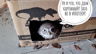У сыча Лучика завтрак тараканцами на балконе, а сплюшки от такой гадости отказались