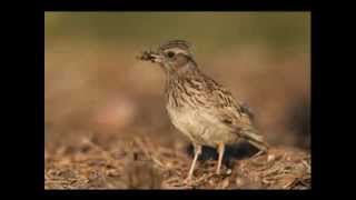 Полевой жаворонок(skylark) 3