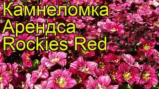 Камнеломка арендса Rockies Red. Краткий обзор, описание характеристик, где купить саженцы