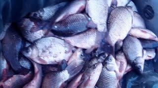 Рыбалка сетями на реке, поздния осень. Ловля карася. Fishing in Russia, Fishing in Siberia.