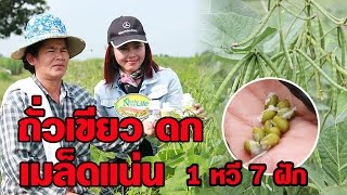ถั่วเขียว ดก เมล็ดแน่น 1หวี7ฝัก