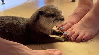 子爪の自分じゃできないネイルに憧れを持つコツメカワウソ Otter longs for nails she can't do herself
