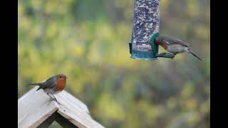 Slow motion flying tit with Rebel t3I,ef 70-300mm