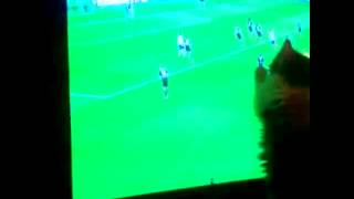 Cat watch tv / gato viendo la tele