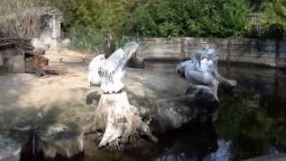 VISITE AU ZOO DES SABLES D'OLONNE  OCTOBRE 2015