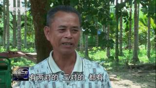 20160815 聚焦三农  聚焦农村“剩男”：沉重的彩礼