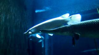 Albino Sturgeon