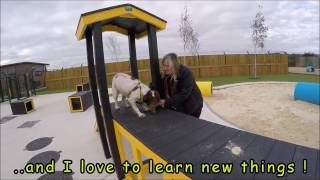 Dogs Trust Shoreham - Izzy