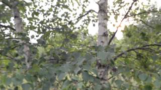 Российские просторы/ Патреотизм/ Люблю Россию/ Первое видео