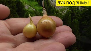 ПРАВИЛЬНО ЗАГЛУБЛЯЙТЕ ЛУК ПРИ ПОСАДКЕ ПОД ЗИМУ! 