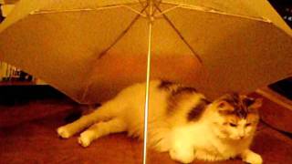 ねこ傘　レースクイーンのつもり？　Karin and umbrella