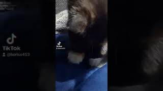 киса. киска. мура. моется. трехцветная. редкий зверек