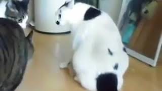 ДРАКА КОТОВ. СМЕШНОЙ ТОЛСТЫЙ КОТ