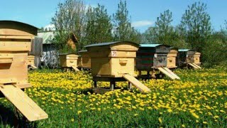 #едем #за Домиком #Пчел ?? #we are going #behind the House #Bees ??