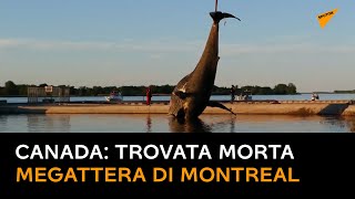 Canada: trovata morta la megattera di Montreal