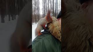Про Ушастика и воротник. Когда капюшон не надет / About Ushastik and the collar