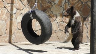 Как мы медвежатам игрушку делали :) Тайган | Toy for bear cubs :) Taigan
