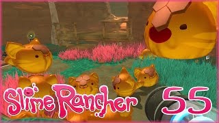 Rich Harvests in the Honey-Tabby Apiary!! ☄️ Slime Rancher! - Episode #55